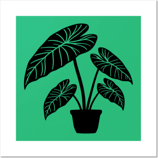 Alocasia Plant Posters and Art
